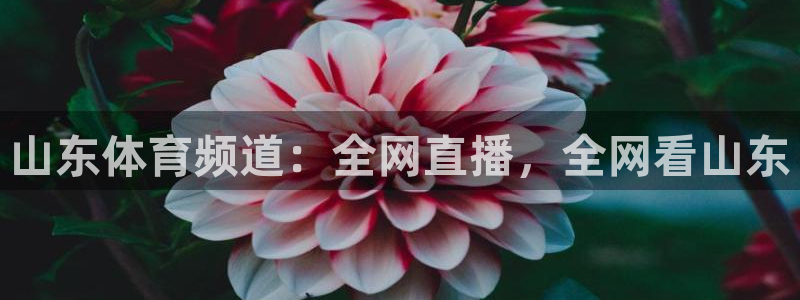 山东体育频道：全网直播，全网看山东