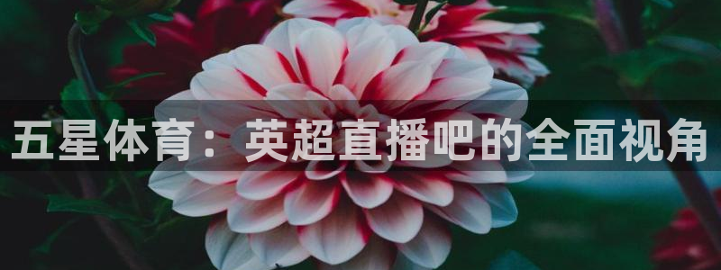 五星体育：英超直播吧的全面视角