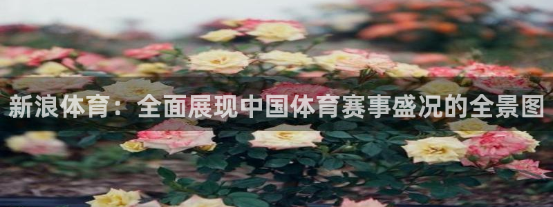 新浪体育：全面展现中国体育赛事盛况的全景图