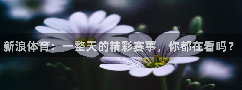 新浪体育：一整天的精彩赛事，你都在看吗？